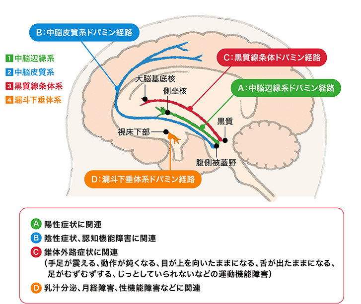 抗精神病薬のメカニズムと特徴 | 薬物療法 | 統合失調症の治療方法